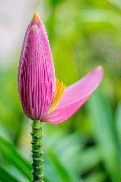 istock Pink banana flower 816583018