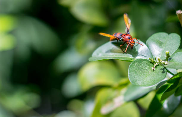 istock The hornet on green leaves 816583058