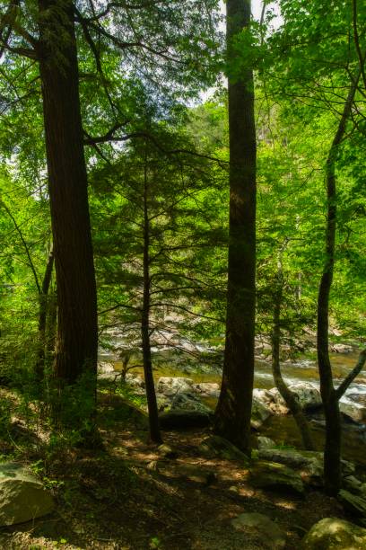 istock Tellico River, Cherokee NF 816583076