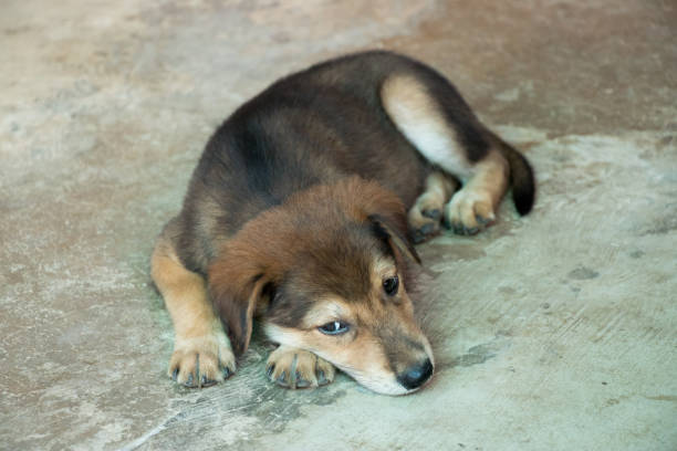 istock Brown white hybrid dog lying down on concrete floor 816583280