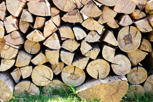 istock Stack of brown wooden log background 816585560