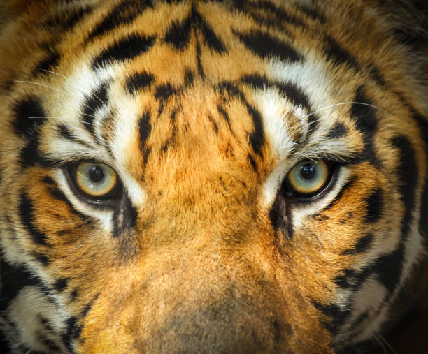 istock close up tiger face with eyes looking 816585584