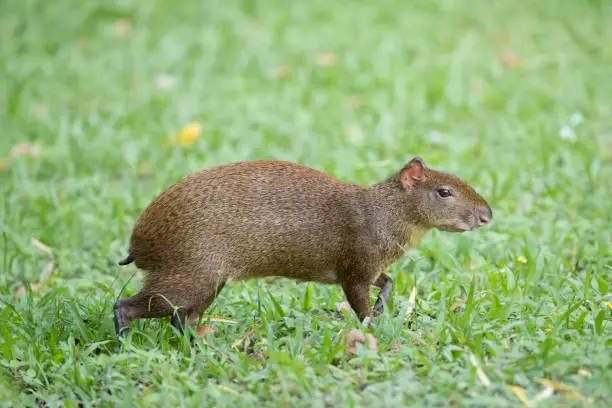 Female Agouti in Grass. Photographed in Tikal Guatemala