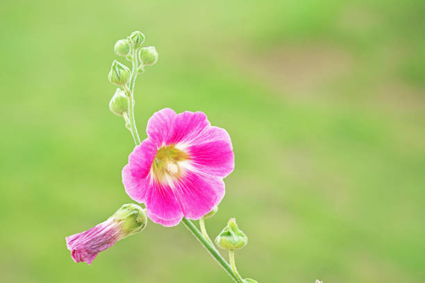 Flower of the Hollyhock