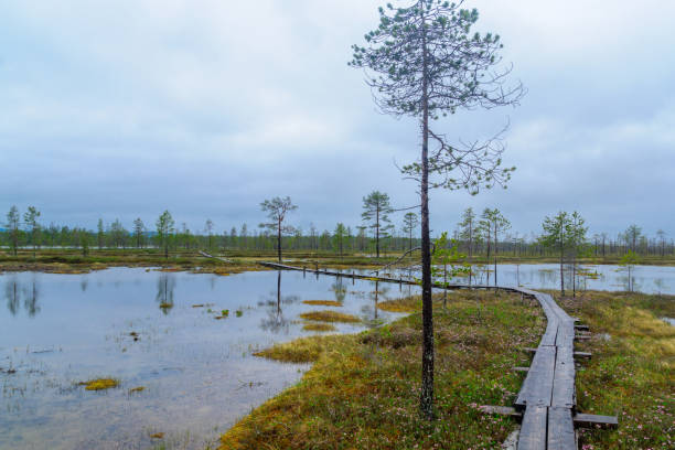 istock Tunturiaapa Trail, in Pyha-Luosto National Park 816607926