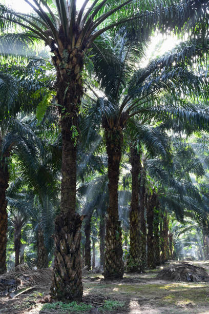 istock oil palm trees in plantation (elaeis guineensis) 816610228