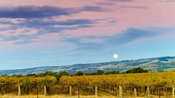 McLaren Vale winery moon rise in autumn, South Australia