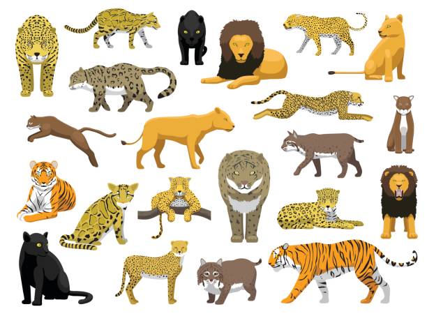 verschiedene wilde katze panthera vektor-illustration - leopard jaguar animal speed stock-grafiken, -clipart, -cartoons und -symbole