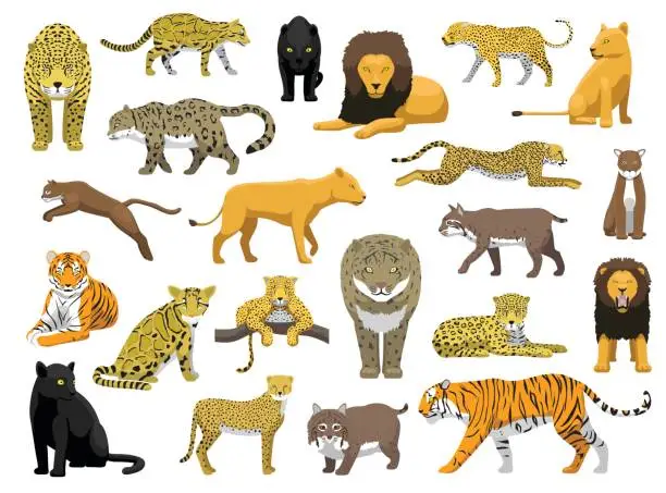 Vector illustration of Various Wild Cat Panthera Vector Illustration