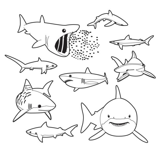 verschiedene haie cartoon vector illustration monochrom - sand tiger shark stock-grafiken, -clipart, -cartoons und -symbole