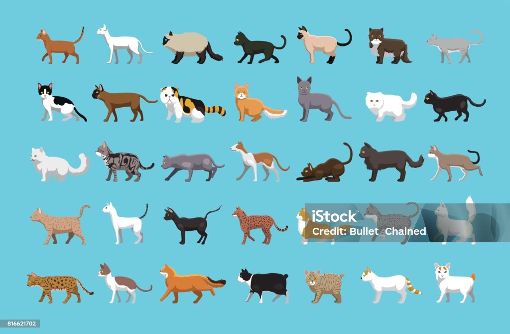 Olika katter sida Visa tecknade vektorillustration - Royaltyfri Tamkatt vektorgrafik