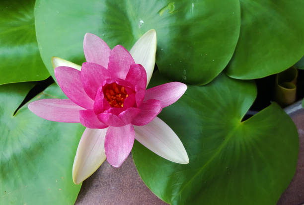 istock close up the pink lotus 816640868