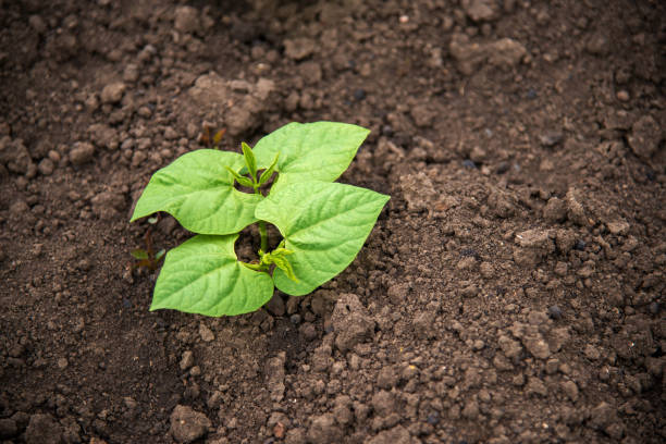 Young bean plants in the garden - oncept of a new life - copy space