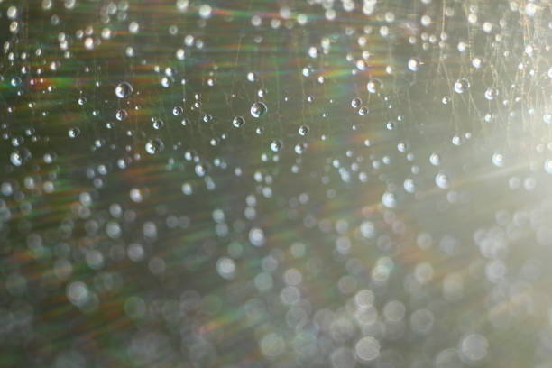 istock Abstract background. Water droplets on a spider web. Selective focus. Light transition, lens flare, light leaks, Sun rays, bokeh. 816659110