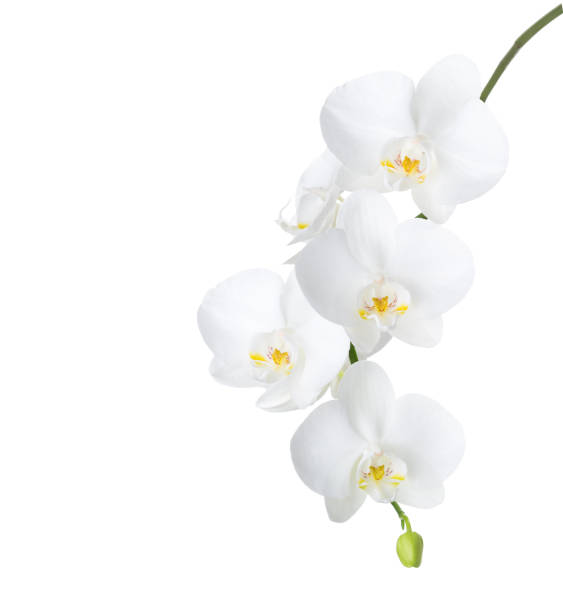 White orchid isolated on white background. White orchid isolated on white background. orchid white stock pictures, royalty-free photos & images