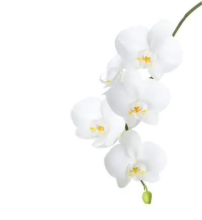 30,000+ White Orchid Pictures | Download Free Images on Unsplash