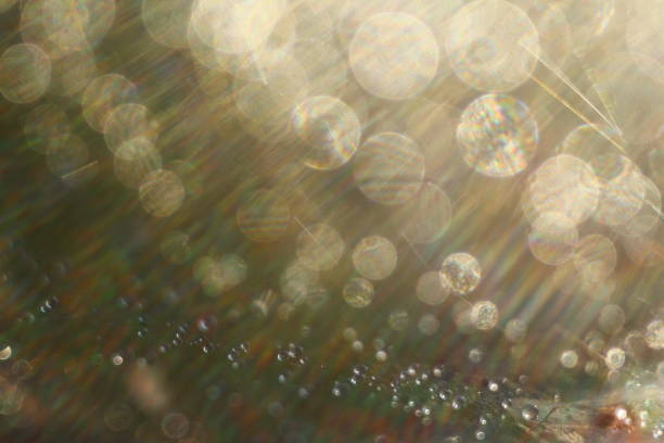 istock Abstract background. Water droplets on a spider web. Selective focus. Light transition, lens flare, light leaks, Sun rays, bokeh. 816661460