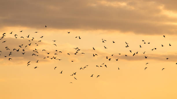 istock a flock of birds at dawn, the sun 816664212