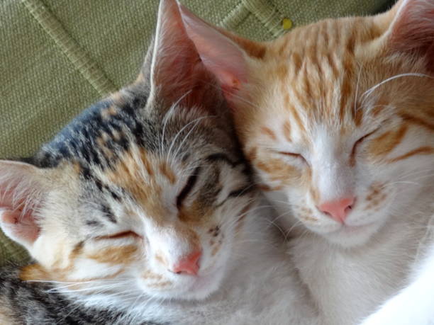 istock Cats enjoying their own company 816664234