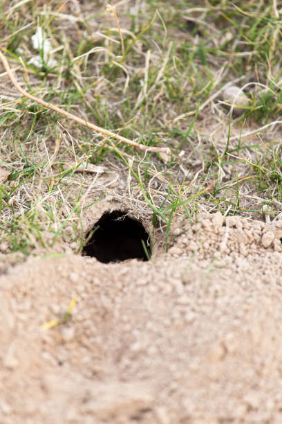 istock animal burrow in the ground 816664298