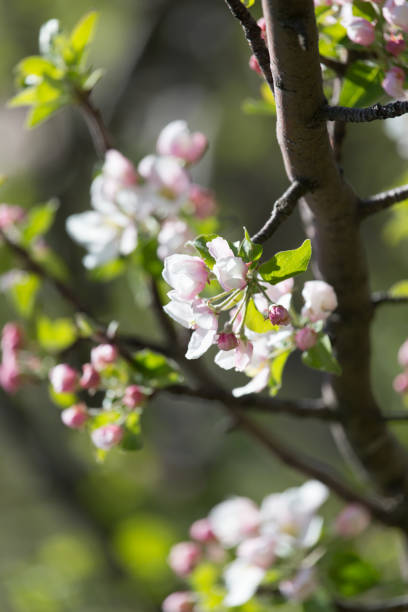 istock beautiful flowers on the branches of apple trees 816674972