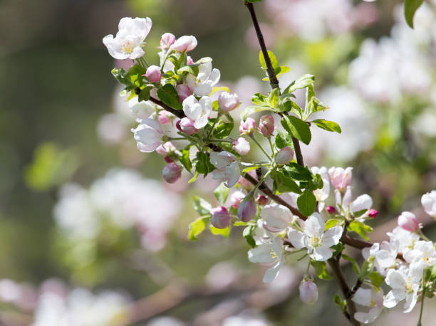 istock beautiful flowers on the branches of apple trees 816675048