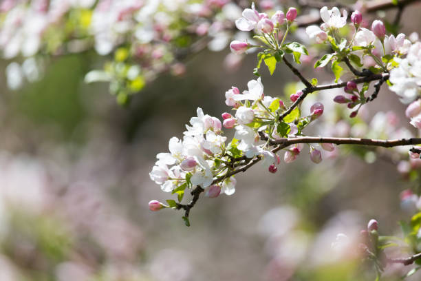istock beautiful flowers on the branches of apple trees 816677408