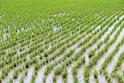 rice-farm-stock-photo-download-image-now-agricultural-field-green