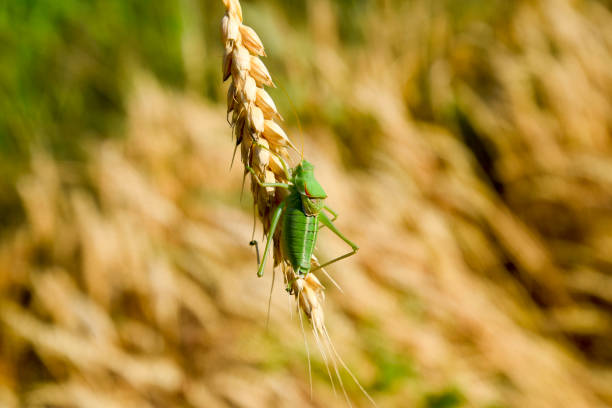 istock Isophya. Grasshopper is an isophy on a wheat spikelet. 816701710