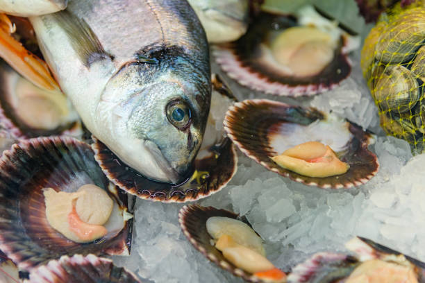 istock Fish still life. Dorado head, mussels in shells on ice. Top view. Close up 816701902