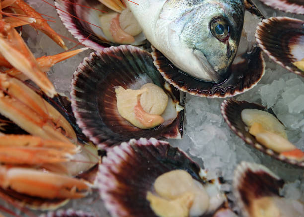 istock Fish still life. Dorado head, mussels in shells on ice. Fresh mix seafood 816701906