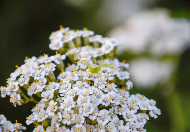 istock A green spider on flowers. The hunter disguises himself. 816702058