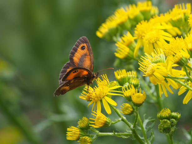 istock Birds a fly and butterflies 816704468