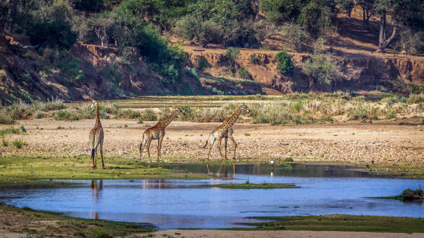 istock Giraffe in Kruger National park, South Africa 816711462