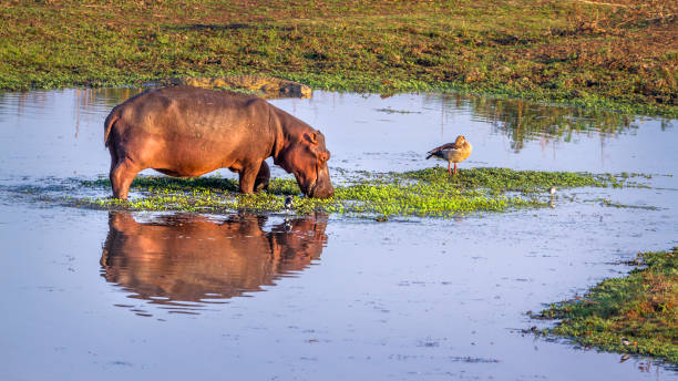 ヒポポタマスにクルーガー国立公園,南アフリカ - limpopo province ストックフォトと画像