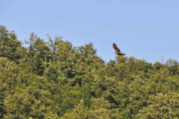 istock Common buzzard, bird of prey in flight above the forest. 816711490