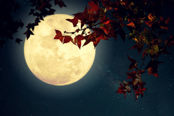 vackra höst fantasy - moon forest bildbanksfoton och bilder