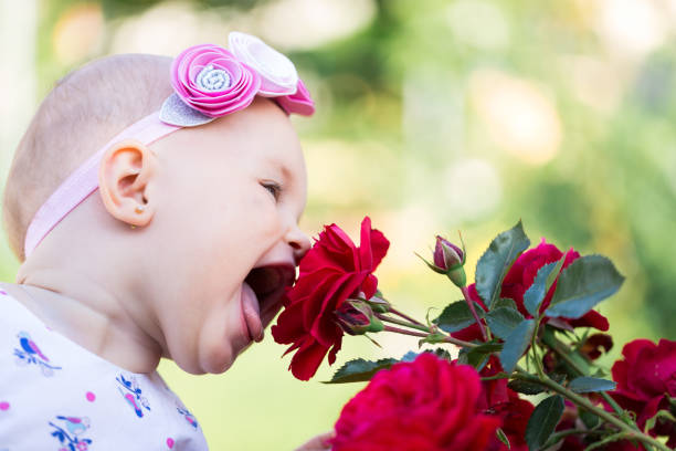 Little girl is sniffing a rose in a flower garden.