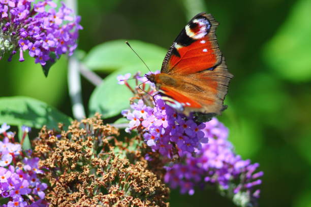 istock Peacock butterfly (inachis io) collecting pollen. 816728182