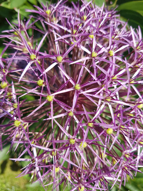 istock Star ball leek, Allium cristophii 816729612