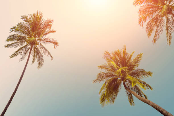 istock coconut tree at tropical coast, Vintage Tones. 816735942