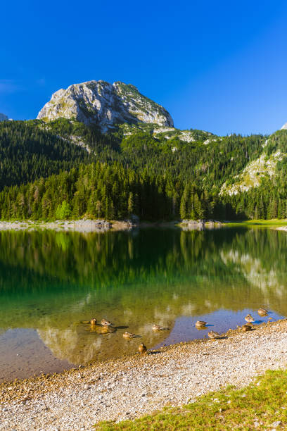 istock Black Lake (Crno Jezero) in Durmitor - Montenegro 816738394