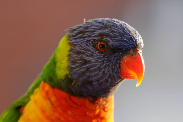 istock Happy multi-coloured rainbow lorikeet parrot stands in the afternoon sun 816745818