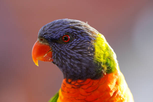 istock Happy multi-coloured rainbow lorikeet parrot stands in the afternoon sun 816745874
