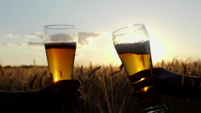 Clink glasses of cold beer at sunset, against the background of a field of barley or wheat. Close-up, the frame shows only hands