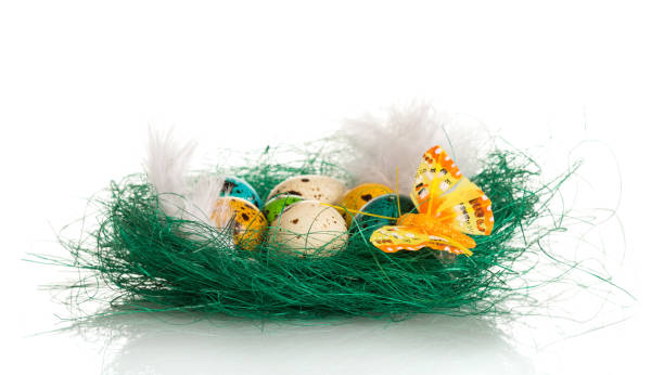 istock Easter eggs and feathers in nest, butterfly, isolated on white. 816746548