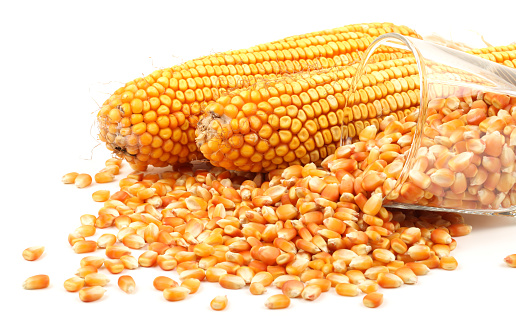 An ear of dried, unshucked corn with piles of corn kernels