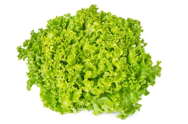 Lollo Bianco lettuce front view on white background. Lollo Bionda, summer crisp variety of Lactuca sativa. Loose-leaf lettuce. Green salad head with frilly leafs and wavy leaf margin. Closeup photo.