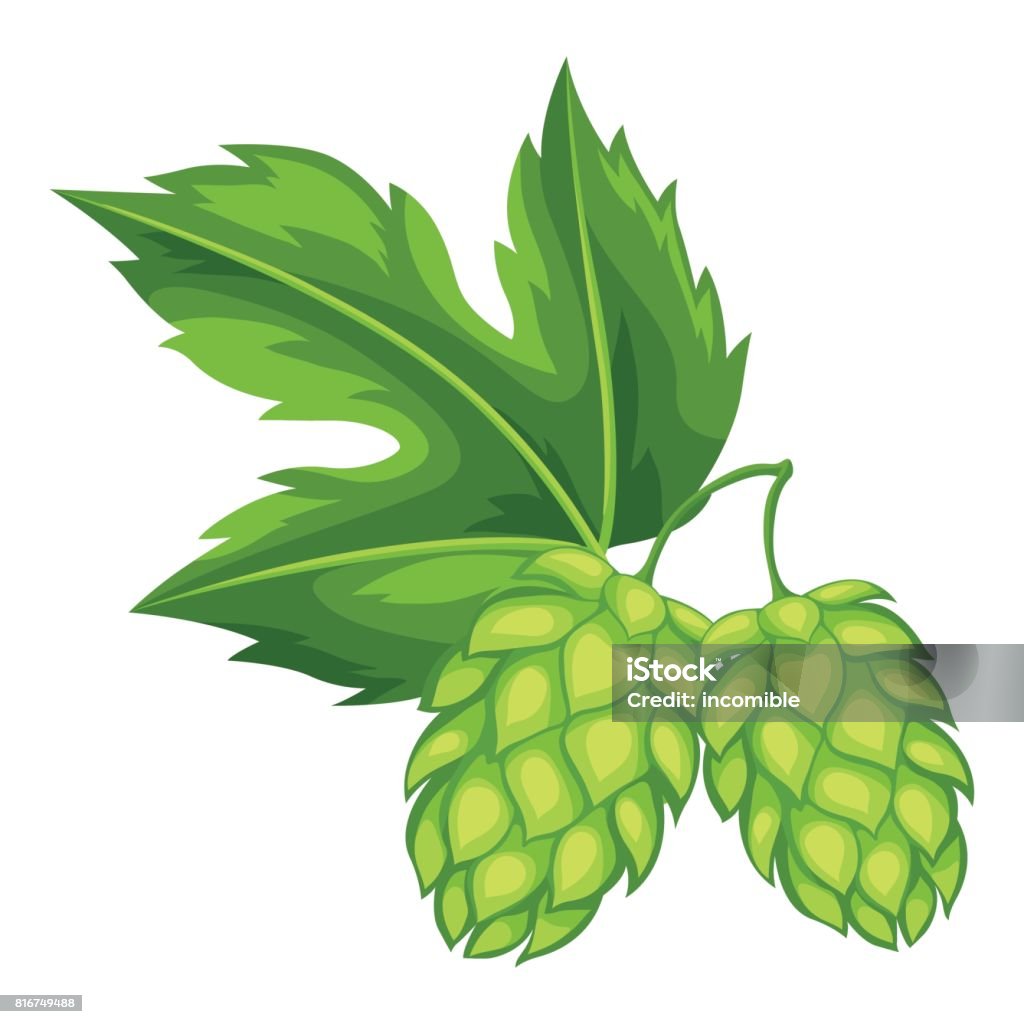 Green hops with leaf. Illustration for Beer Fest Green hops with leaf. Illustration for Beer Fest. Hops Crop stock vector