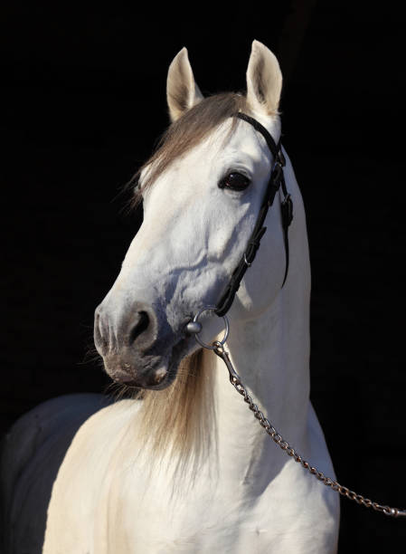 istock White andalusian horse in dark background 816749798